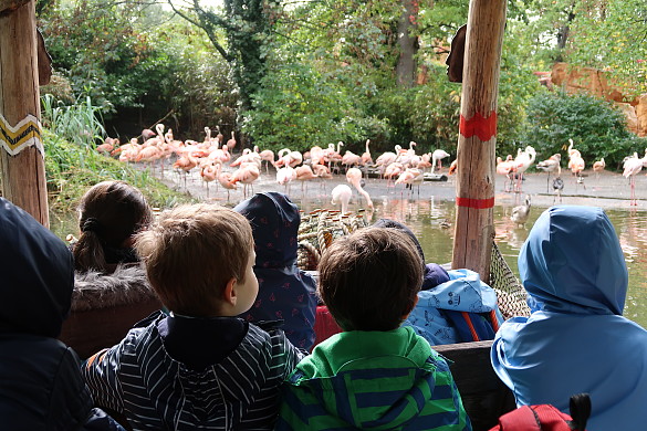 Kinder betrachten Flamingos