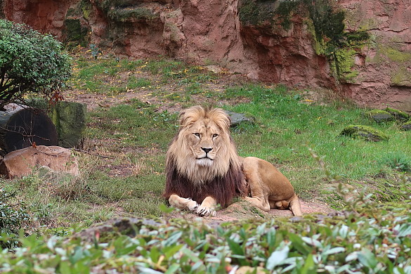 Ein Löwe liegt im Gras