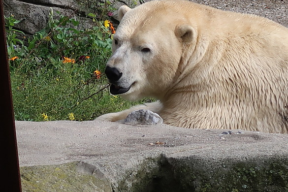 Ein Eisbär liegt im Wasser
