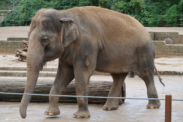 Ein Elefant geht durch sein Gehege